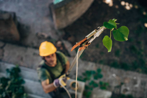 Best Emergency Tree Service  in Crownpoint, NM